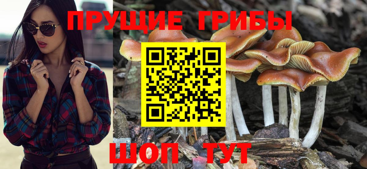 Псилоцибиновые грибы прущие грибы  как найти закладки  Елабуга 