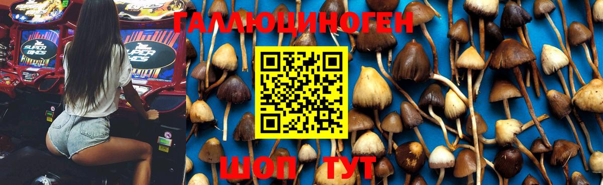 Галлюциногенные грибы Cubensis Елабуга